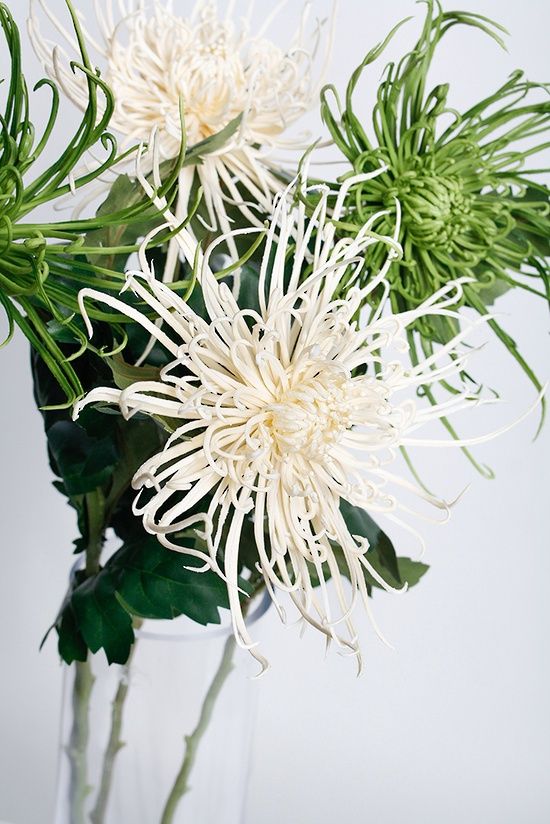 Spider Mum Stem - Winter White 71cm