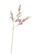 Garden Sage spray - green/pink