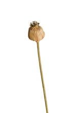 Poppy Seeed Stem - Dried look
