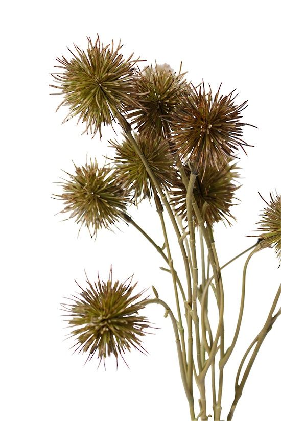 Sweet Chestnut Pod Bundle - Brown