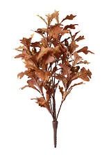 Oak Leaf Bush 50cm