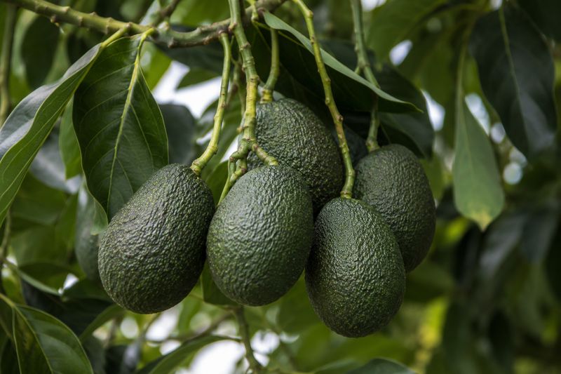 Avocados