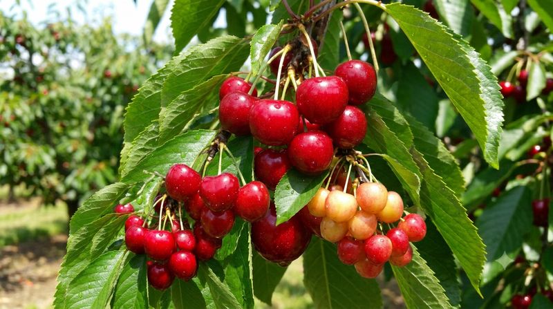 Cherry