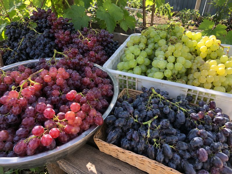 Grapes