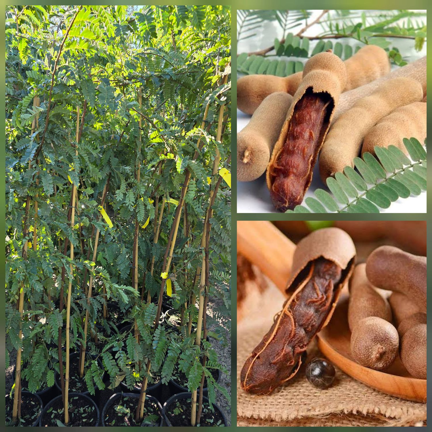 Sweet Tamarind (Tamarindus indica)
