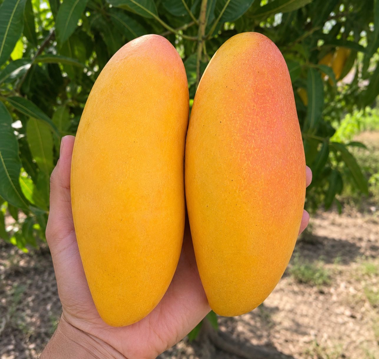 Dwarf Grafted King Thai Mango (Mangifera indica)