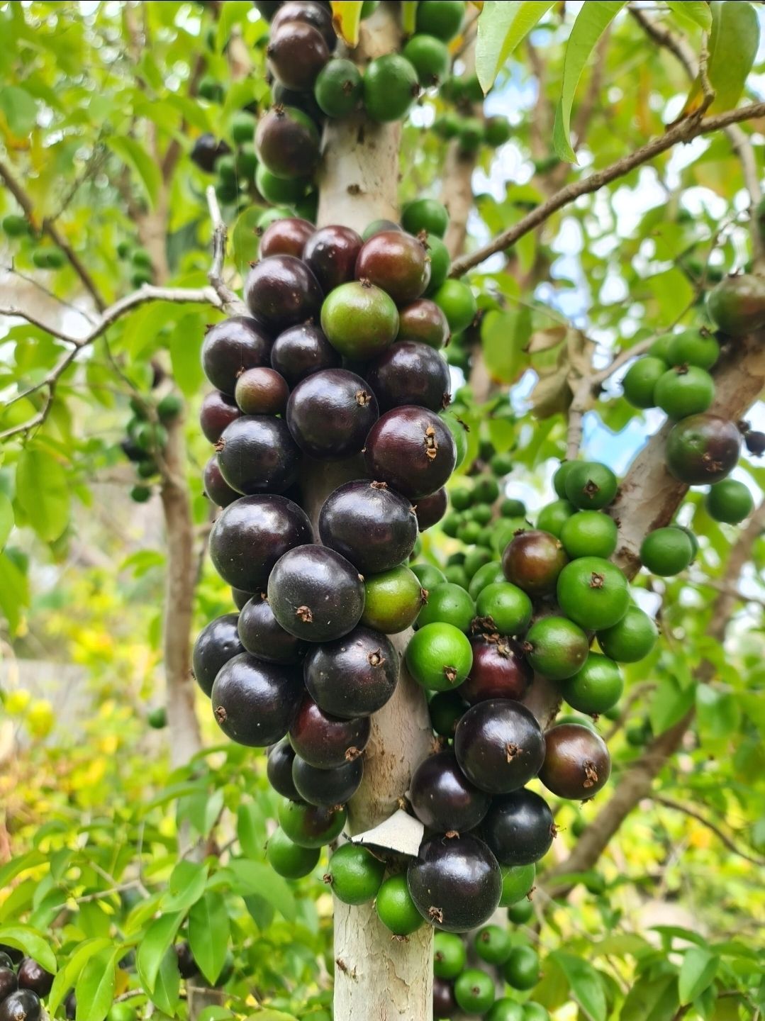 Grimal Jaboticaba(Plinia cauliflora)