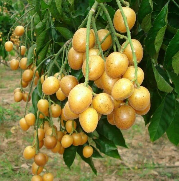 Wampee (Clausena lansium)