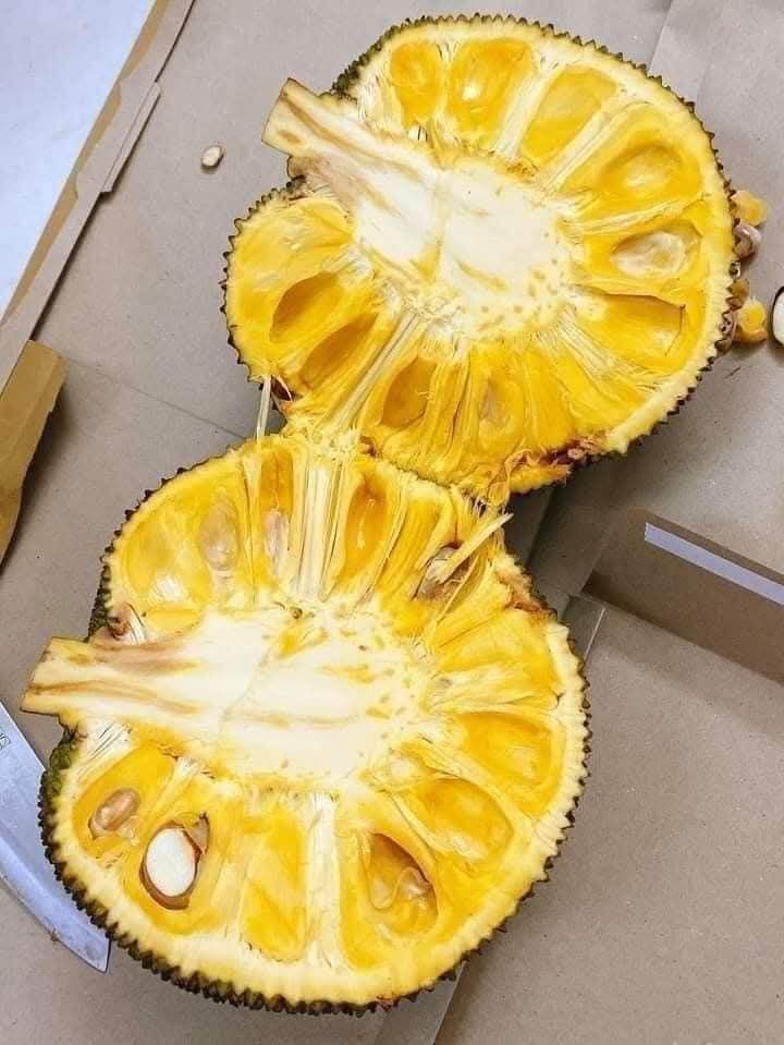Mini Nangka Jackfruit (Artocarpus heterophyllus)