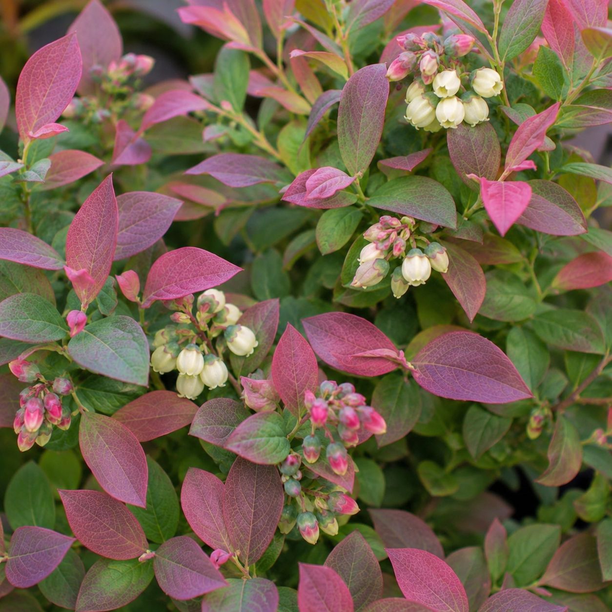 Blueberry ' Pink Icing ' (Vaccinium corymbosum)