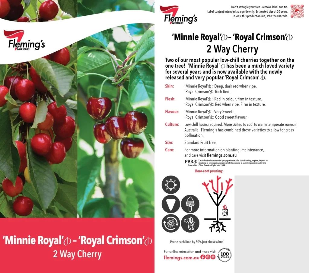 Grafted 2 way Cherry 'Minnie Royal' - 'Royal Crimson'