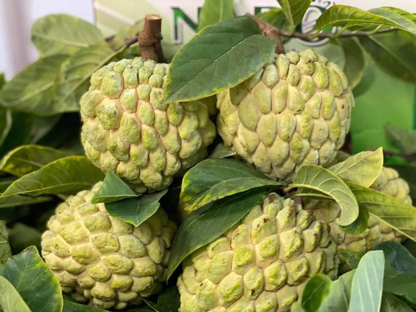 Sugar Apple (Annona squamosa)