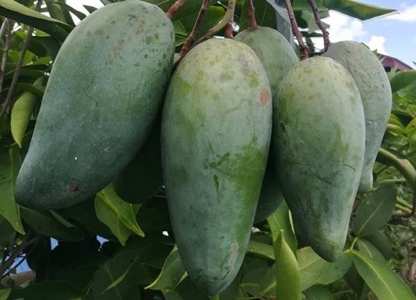 Grafted Kiow Savoy Mango (Mangifera Indica)