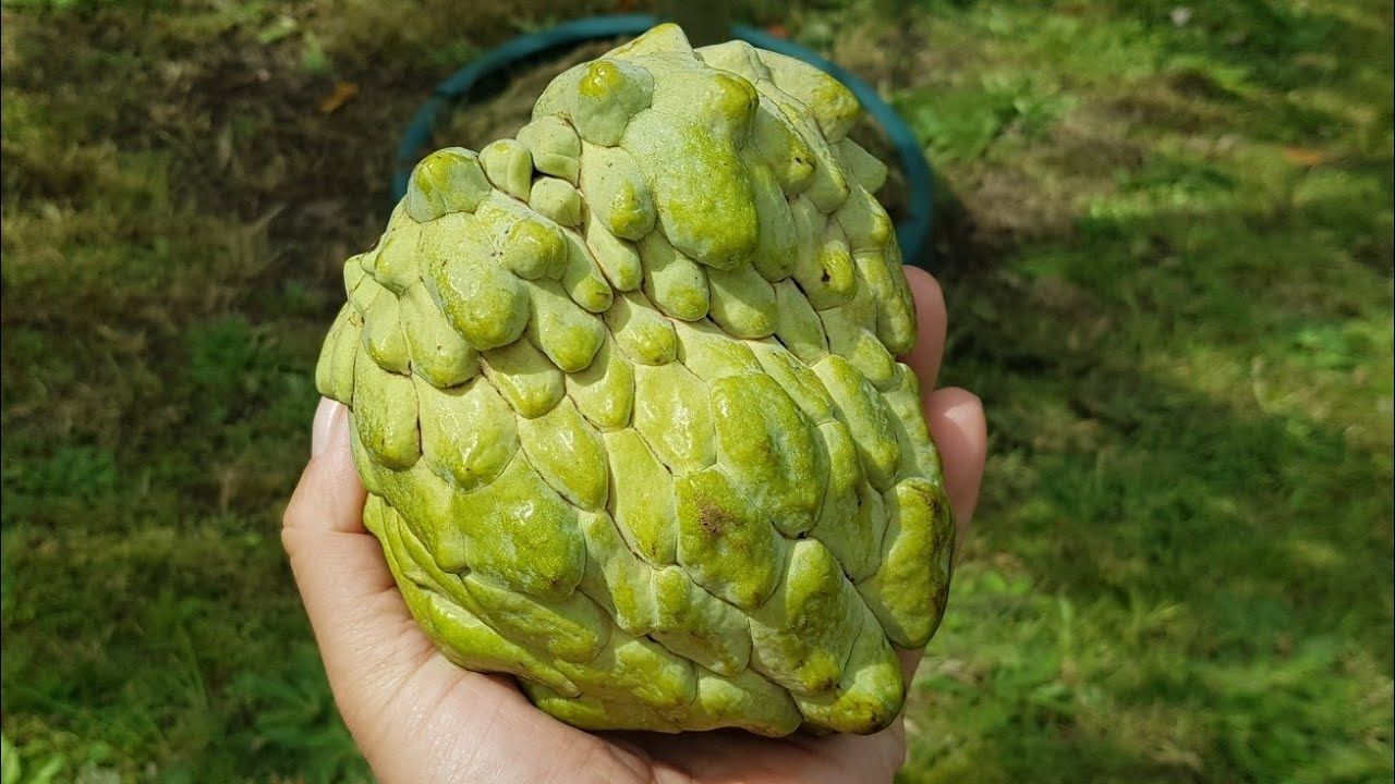 Grafted Paxton Prolific Custard Apple (Annona squamosa x Annona cherimola)