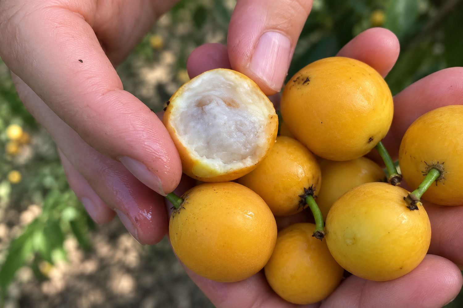 Lemon Drop Mangosteen (Garcinia brasiliensis)