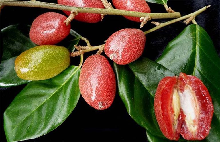 Silverberry (Elaeagnus latifolia)