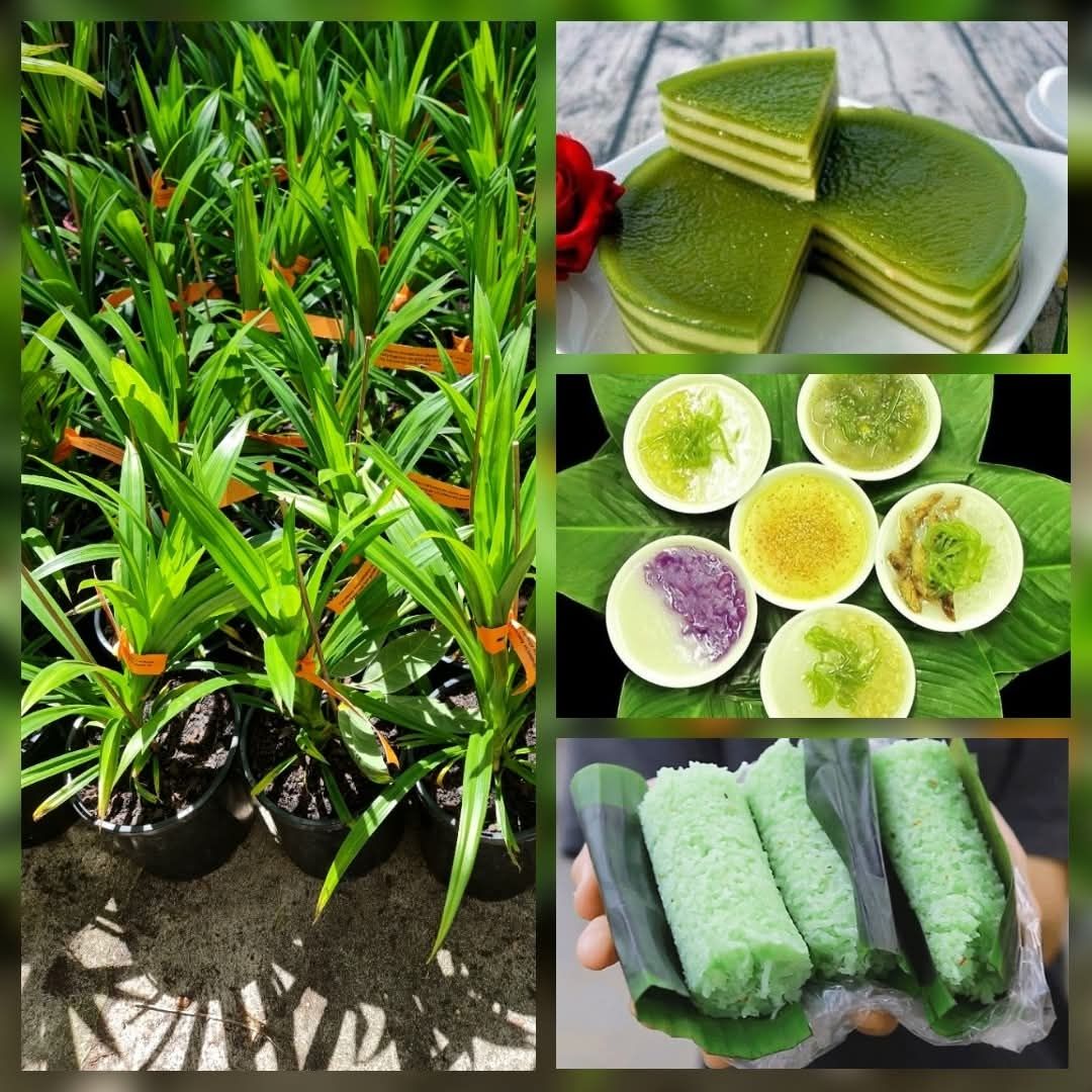 Pandan (Pandanus amaryllifolius)