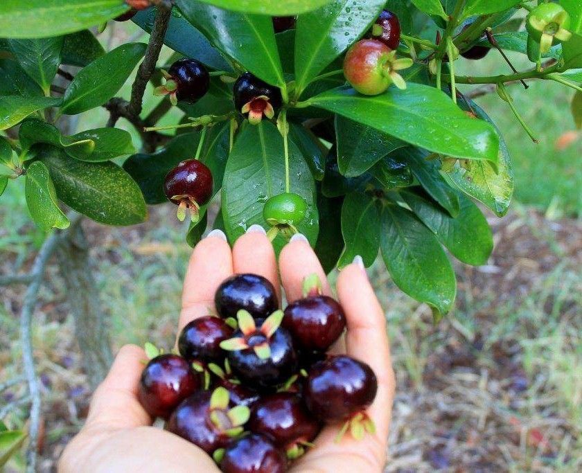 Grumichama (Eugenia brasiliensis)
