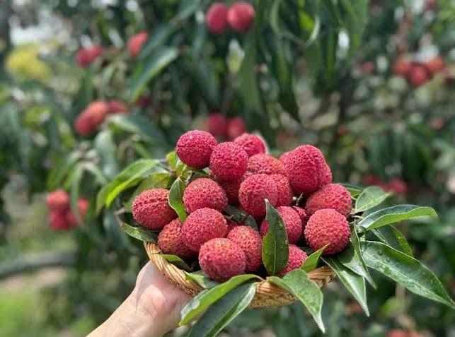 Marcotted Sue Lin San Seedless lychee
