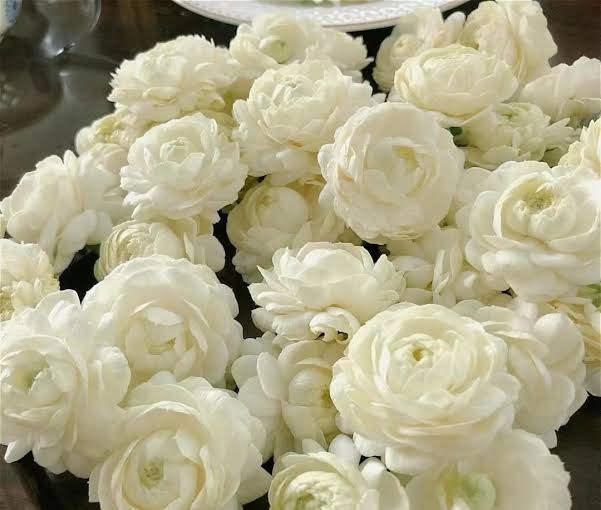 Chinese Emperor Jasmine (Jasminum sambac)
