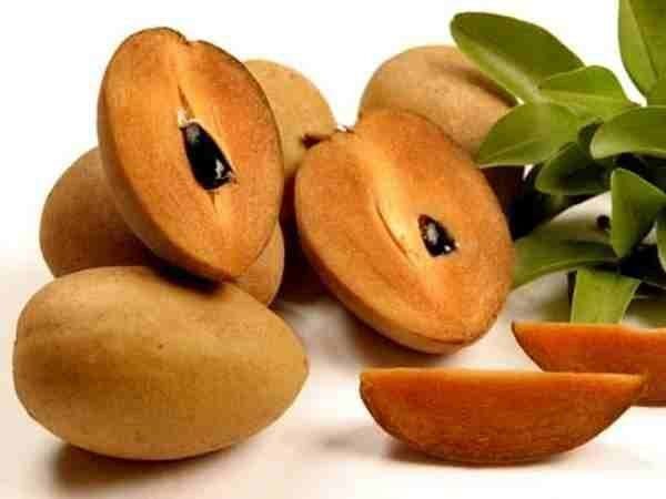 Sapodilla Chiku (Manilkara zapota)
