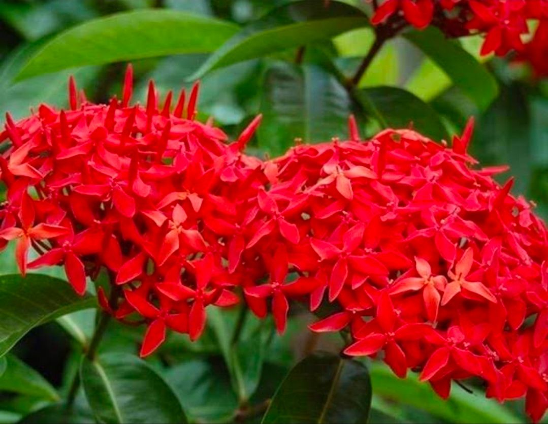 Ixora