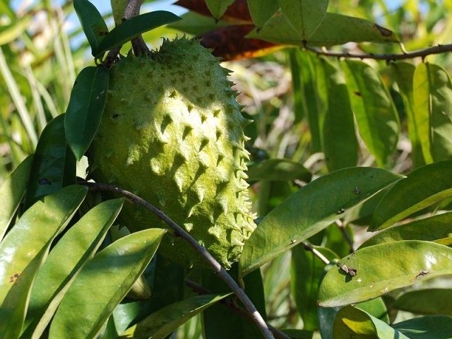 Soursoup (Annona Muricata)