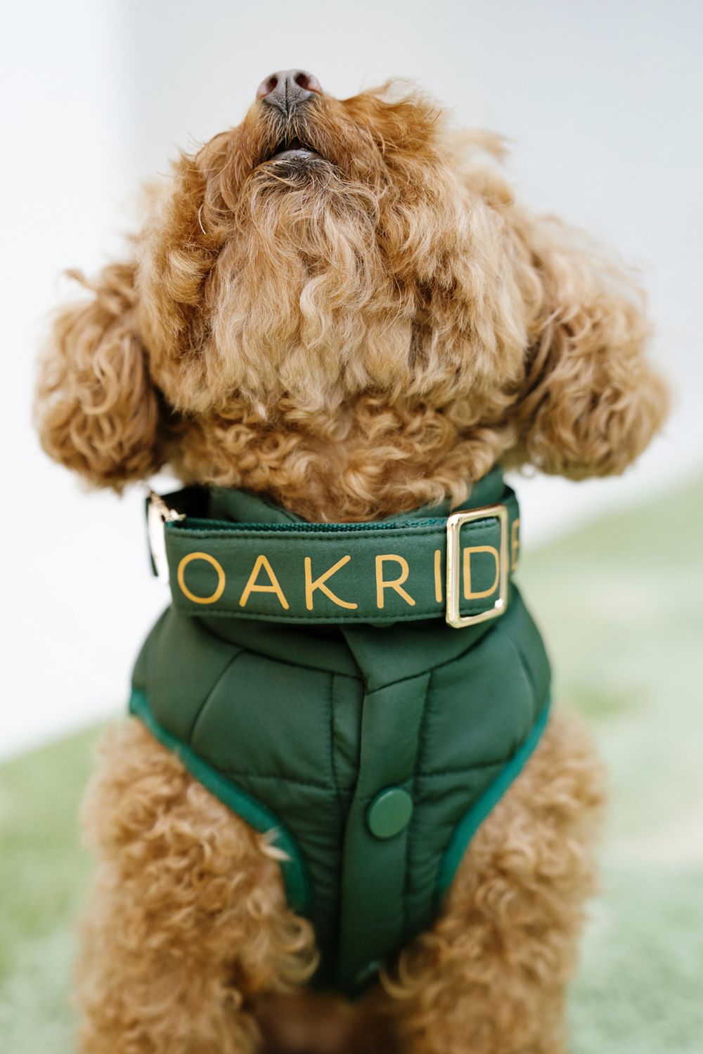 Dog Jacket