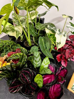Plants