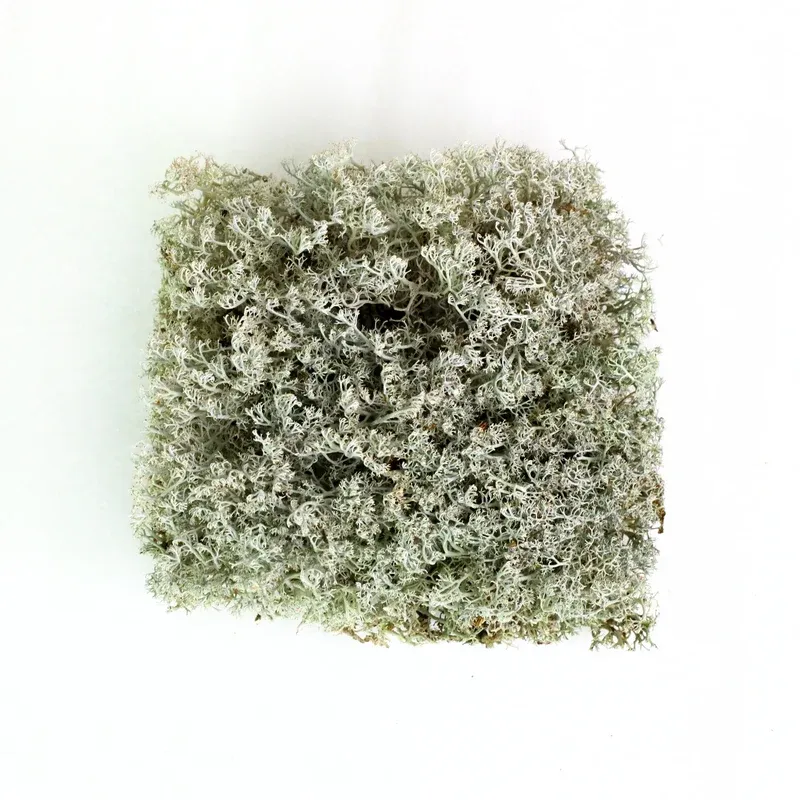 Revita-Moss  - Lichen (Cladonia arbuscula)