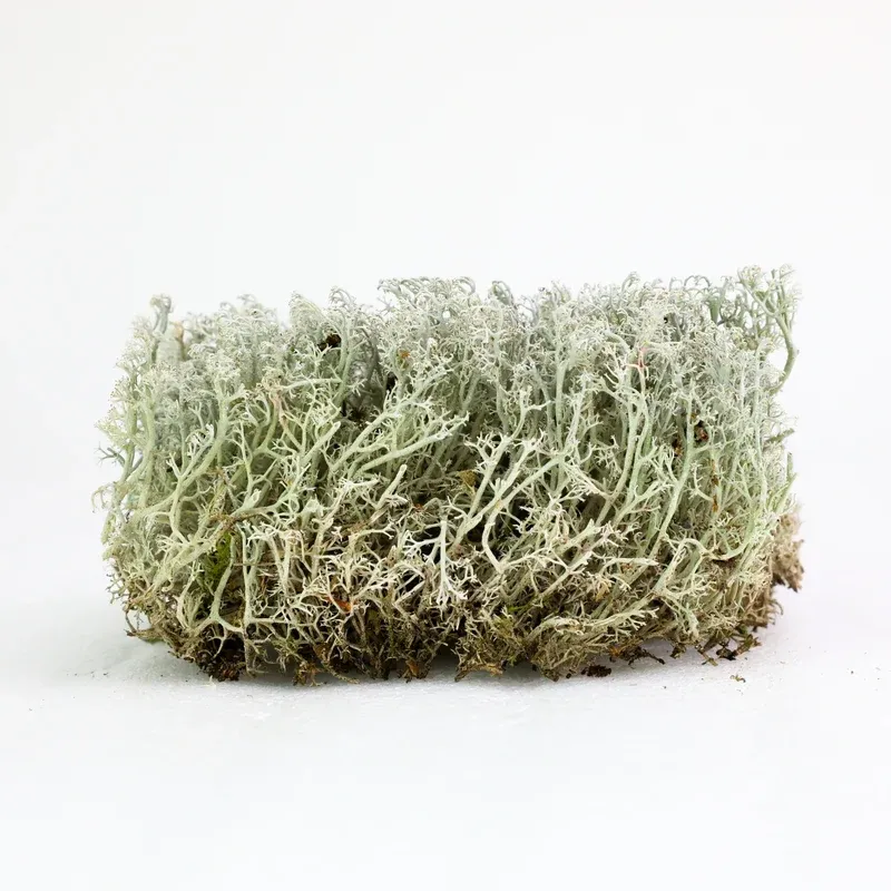 Revita-Moss  - Lichen (Cladonia arbuscula)