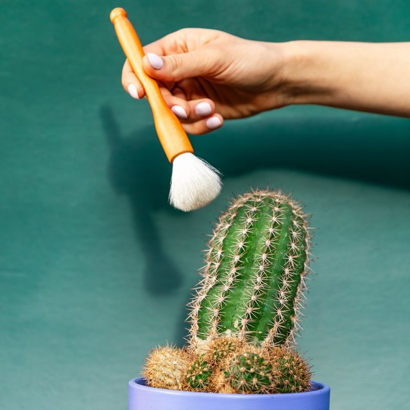 Cactus Dusting Brushes