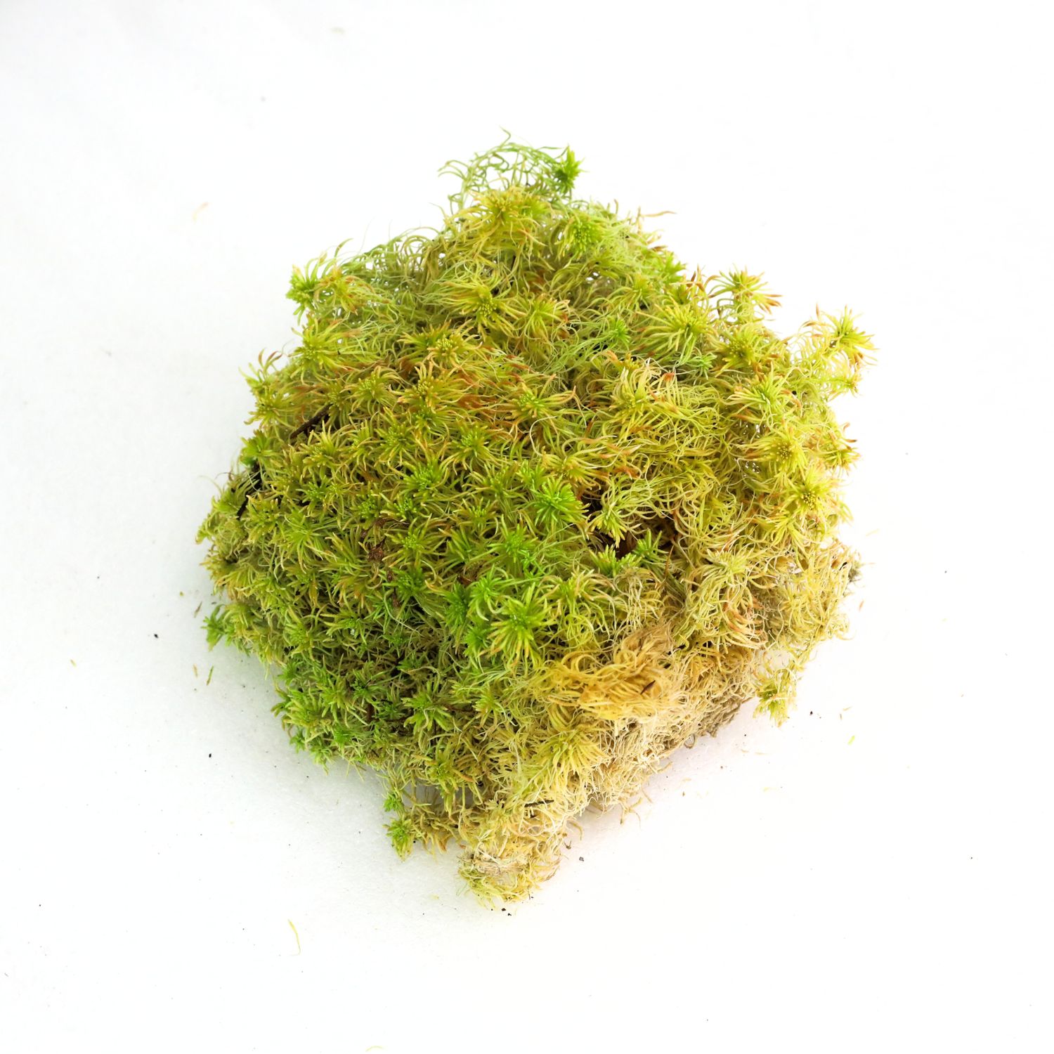 Revita-Moss - Sphagnum