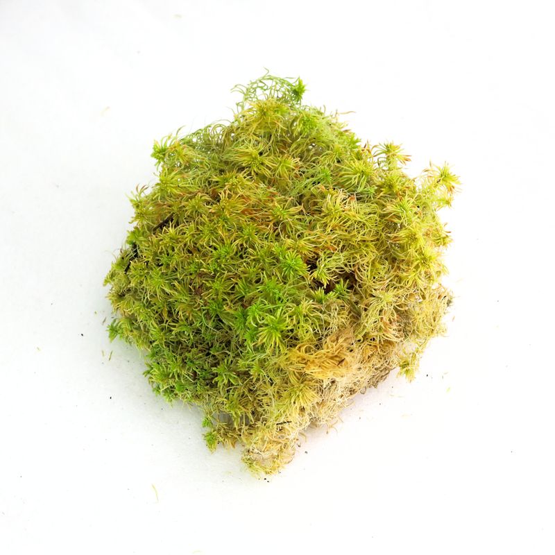 Revita-Moss - Sphagnum