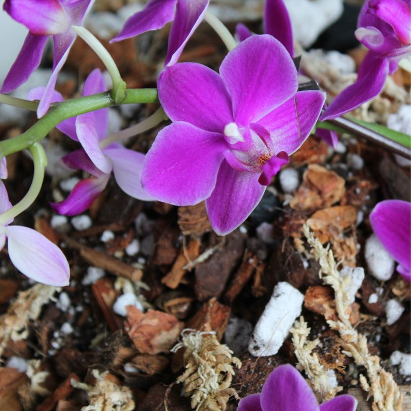 Orchid Blend Potting Media