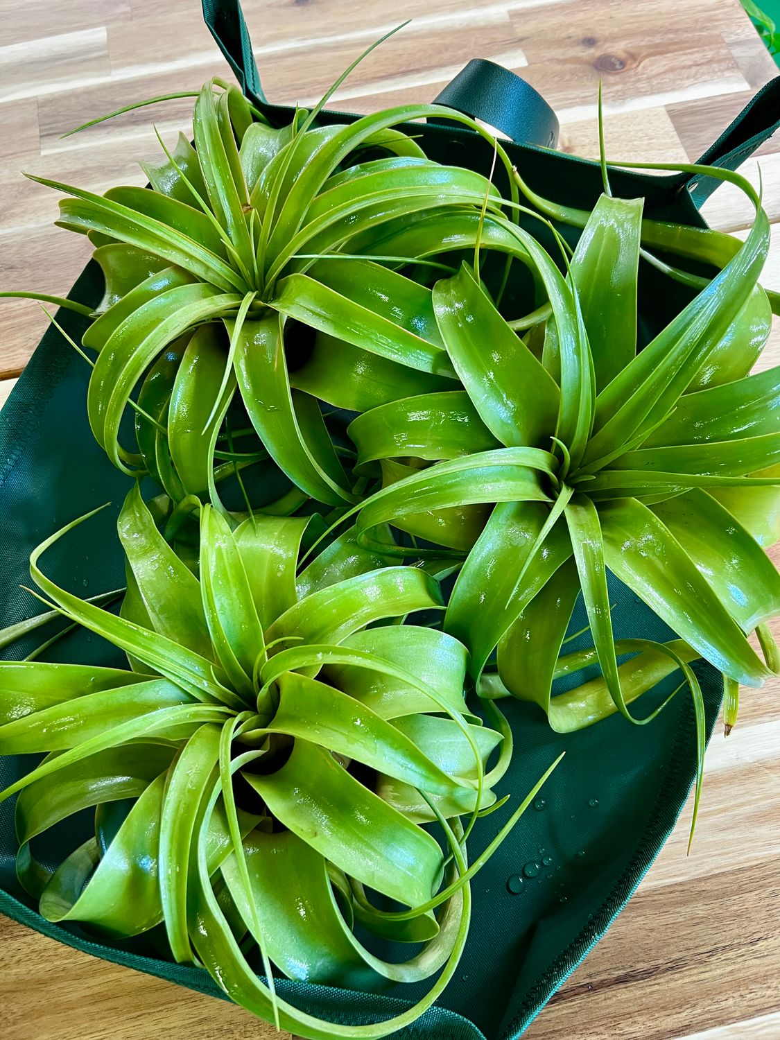 T. Xerographica