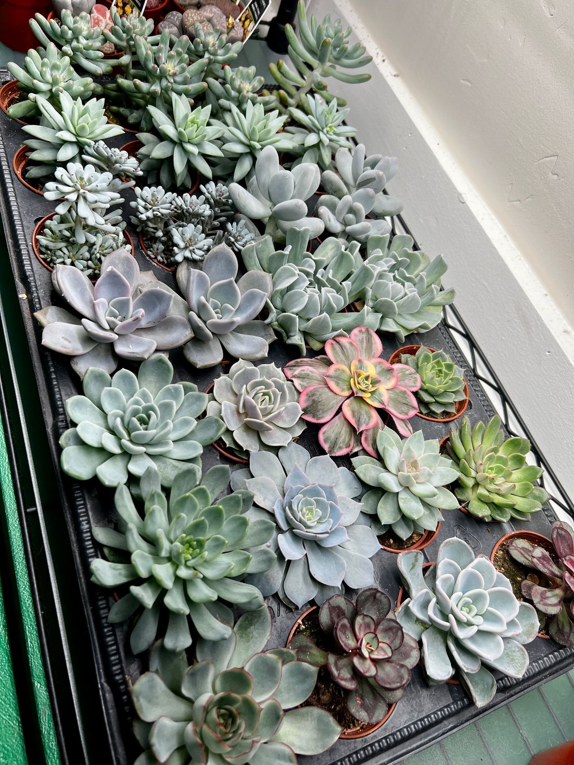 Succulent (Assorted)