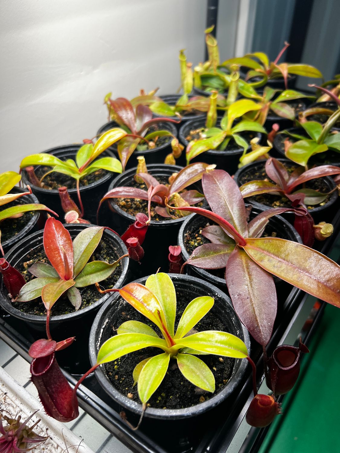Nepenthes NOID
