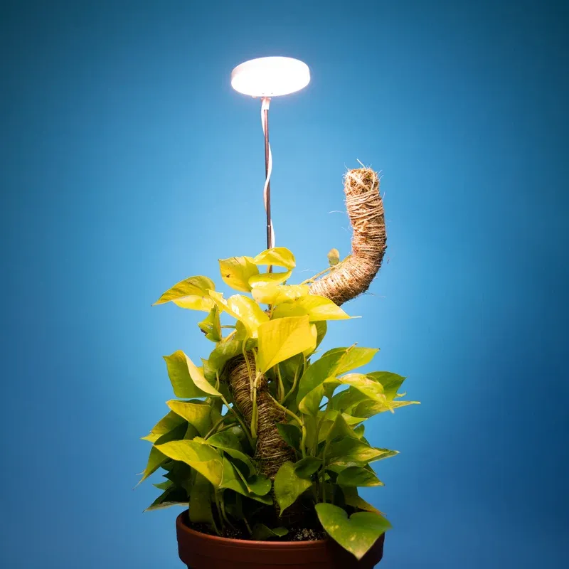 Bendable Moss Pole, Size: 16"