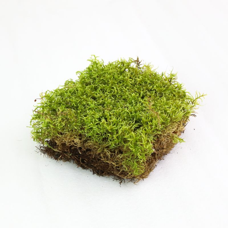 Revita-Moss - Forest Moss (Pleurozium schreberi)