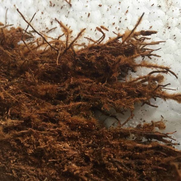 Tree Fern Fibre