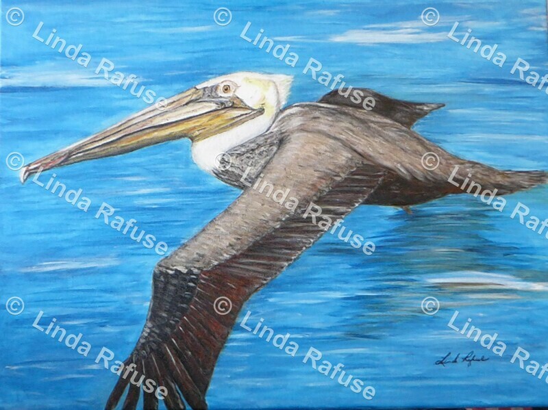 Sam The Pelican