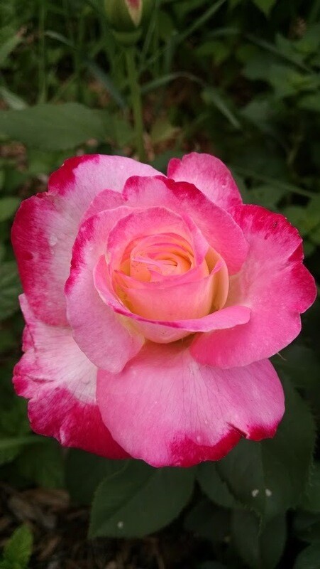 Rose Garden Bath &amp; Shower Salts