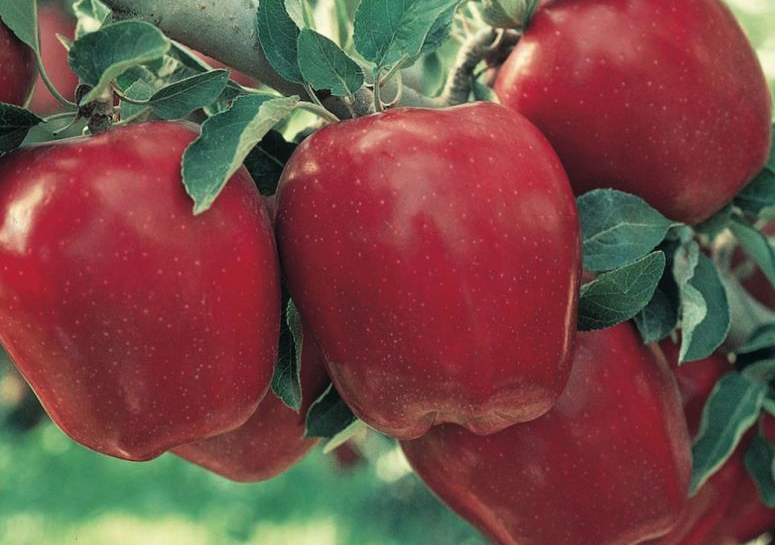 Red Delicious - bare rooted