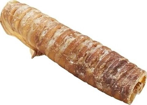 Cow  Trachea