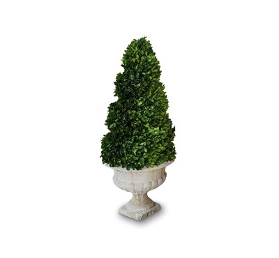 MARLOW POTTED BUXUS