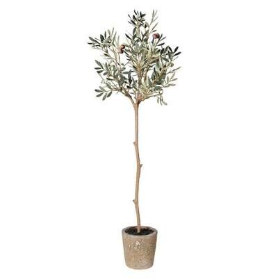 TALL OLIVE TREE IN A CLAY POT