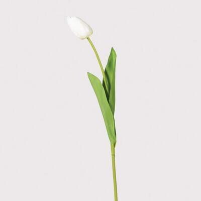 WHITE TULIP WITH LEAVES
