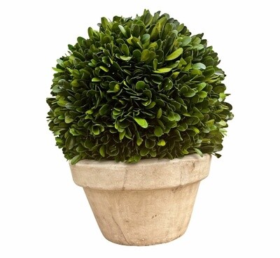POTTED BOXWOOD IN A TERRACOTTA POT