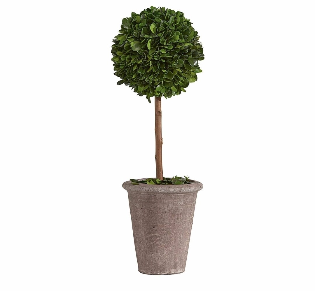 BOXWOOD TOPIARY IN A TERRACOTTA POT